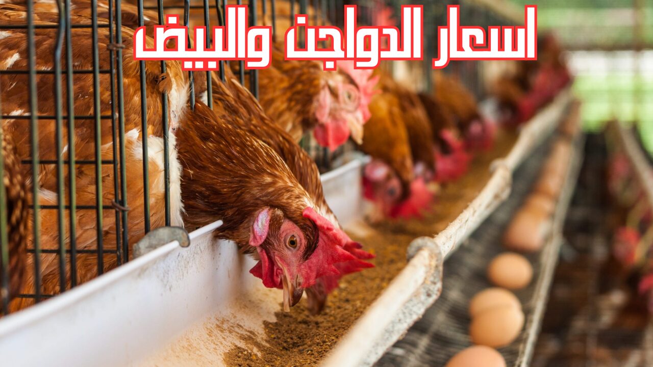 أسعار الفراخ البيضاء