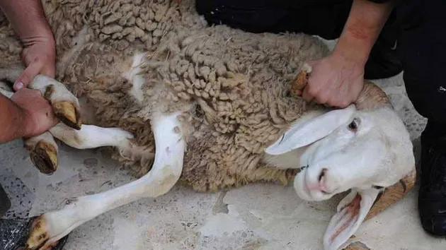 عقوبة ذبح الأضحية