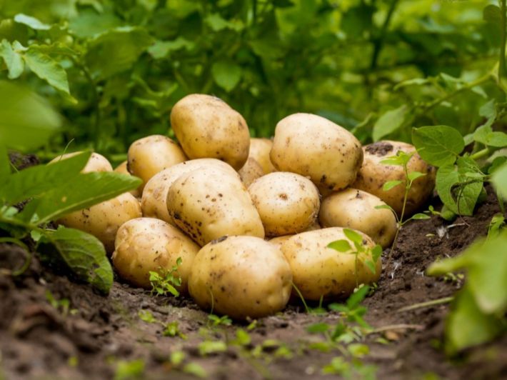 البطاطس