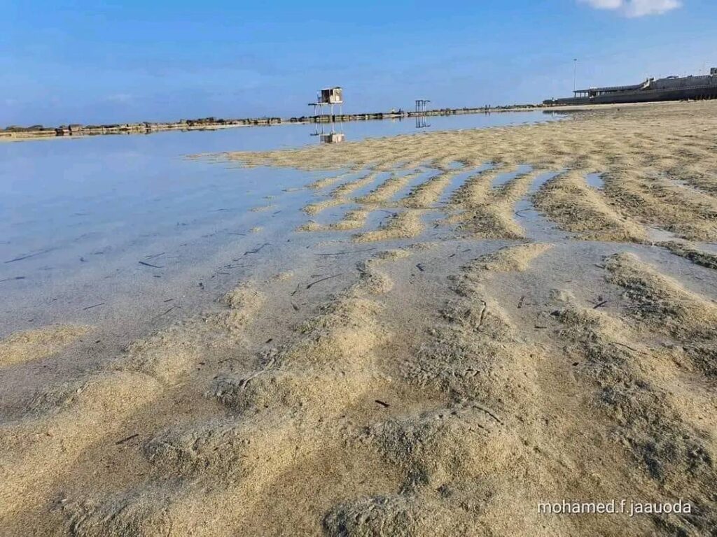 الشواطئ المصرية