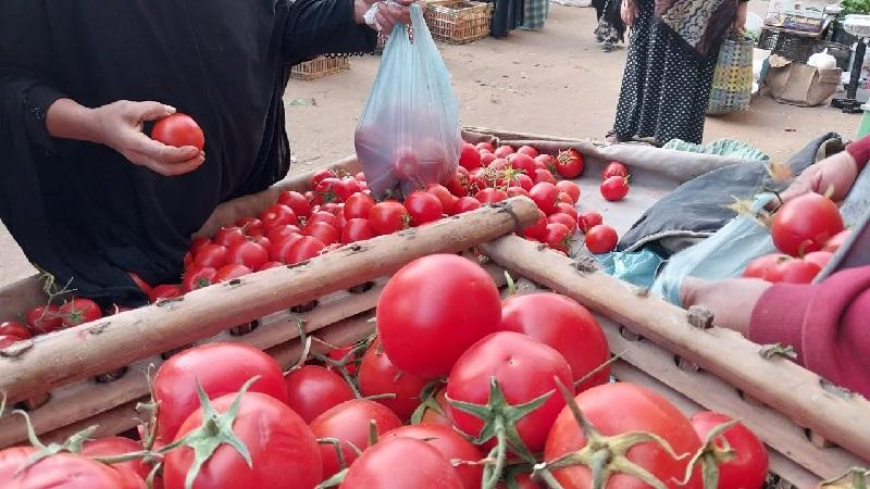 أسعار الطماطم