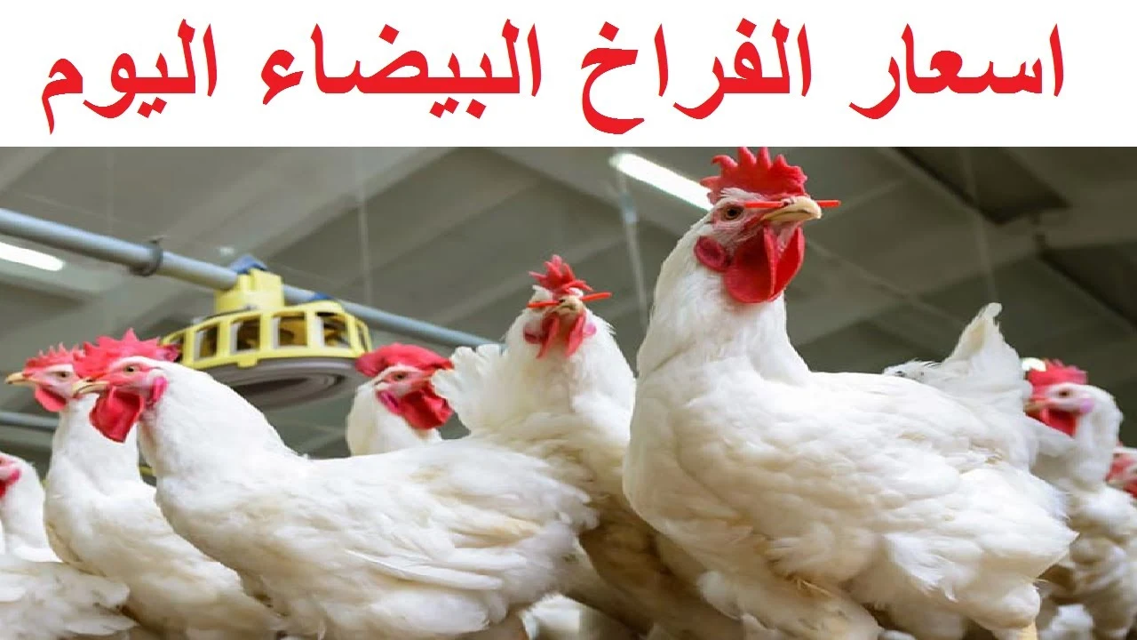 أسعار الدواجن
