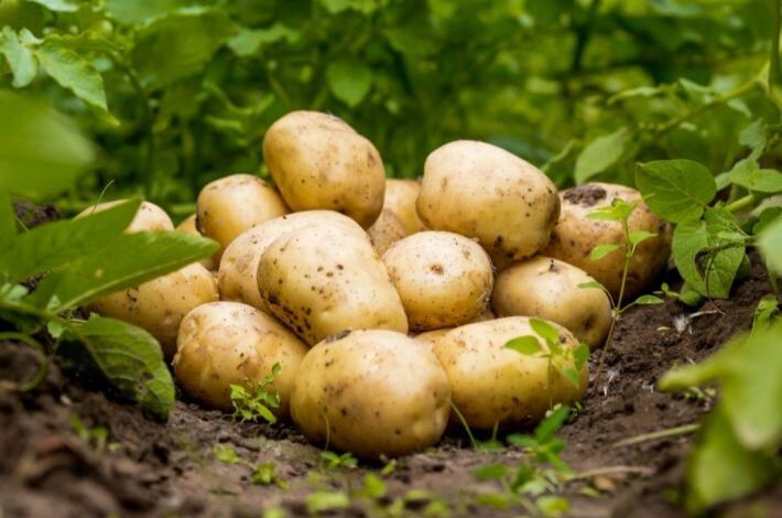 البطاطس