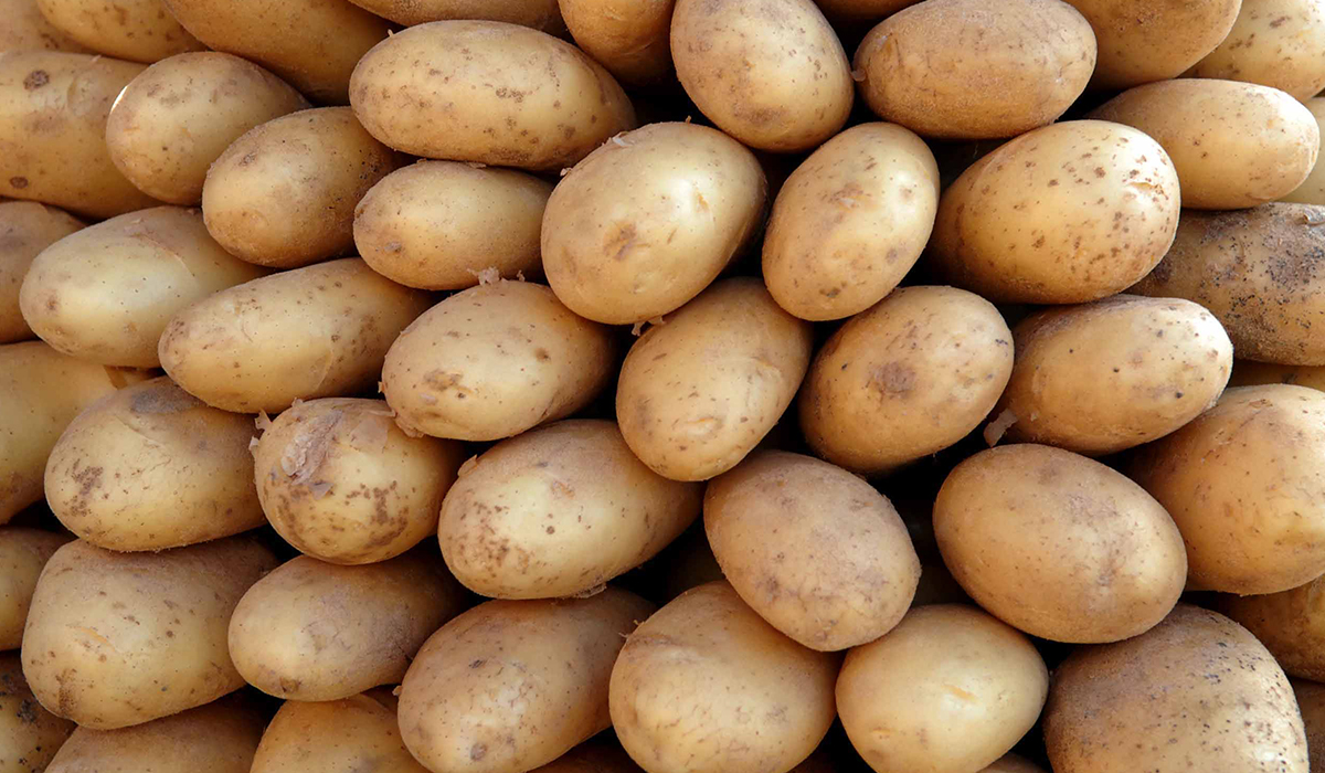 البطاطس
