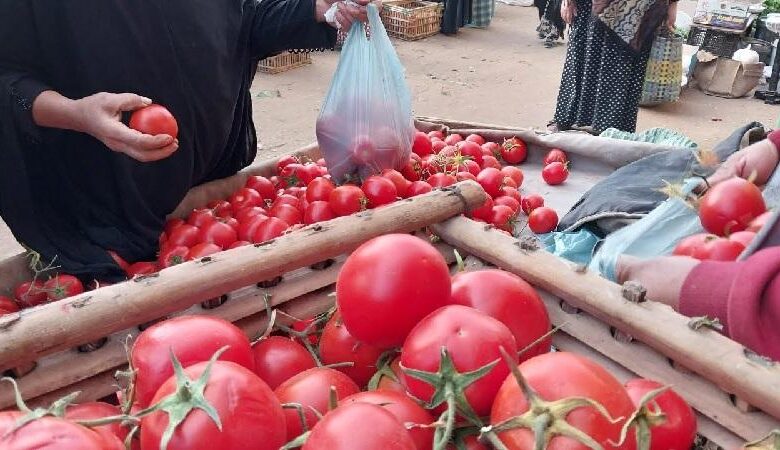 أسعار الطماطم