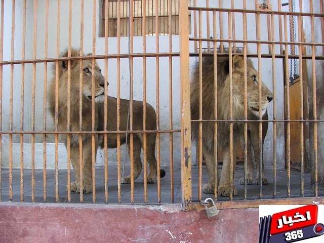 حديقة الحيوان بالجيزة